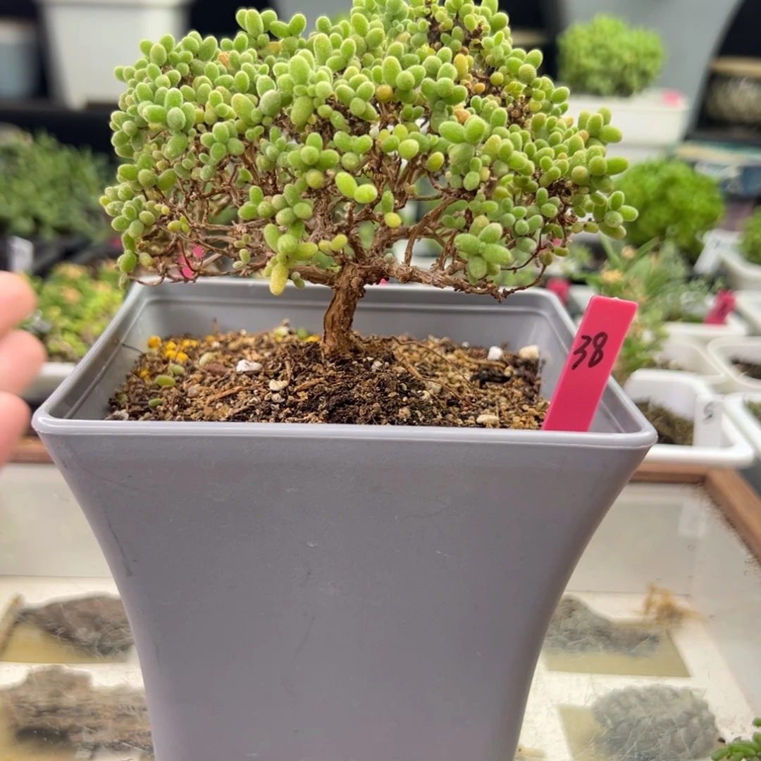 38号链接蜜橘老桩12厘米盆