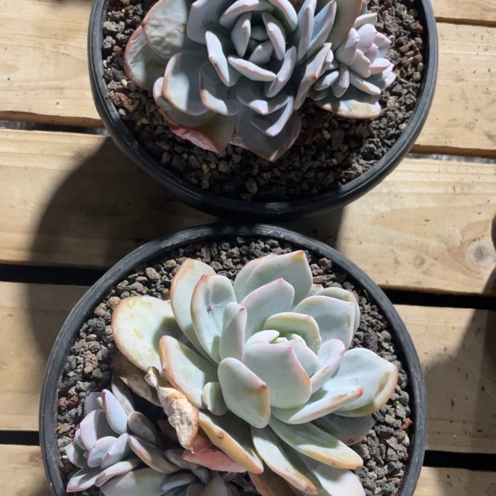 韩版奶茶无砍群拍1发2