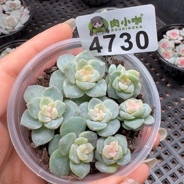 多肉植物多肉植物