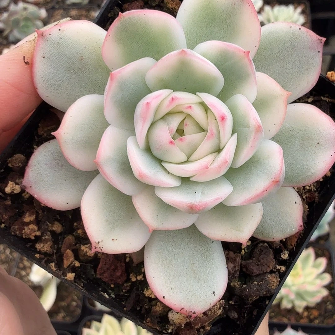 粉水晶锦，多肉植物