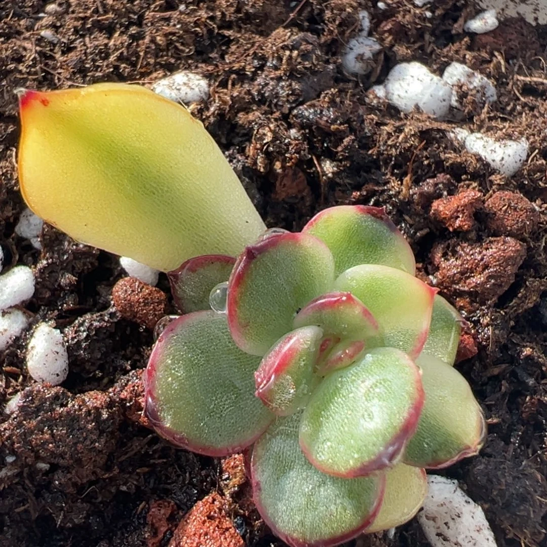 保利安娜锦白锦，花脸锦小苗