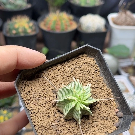 无花朵斑马大戟3cm