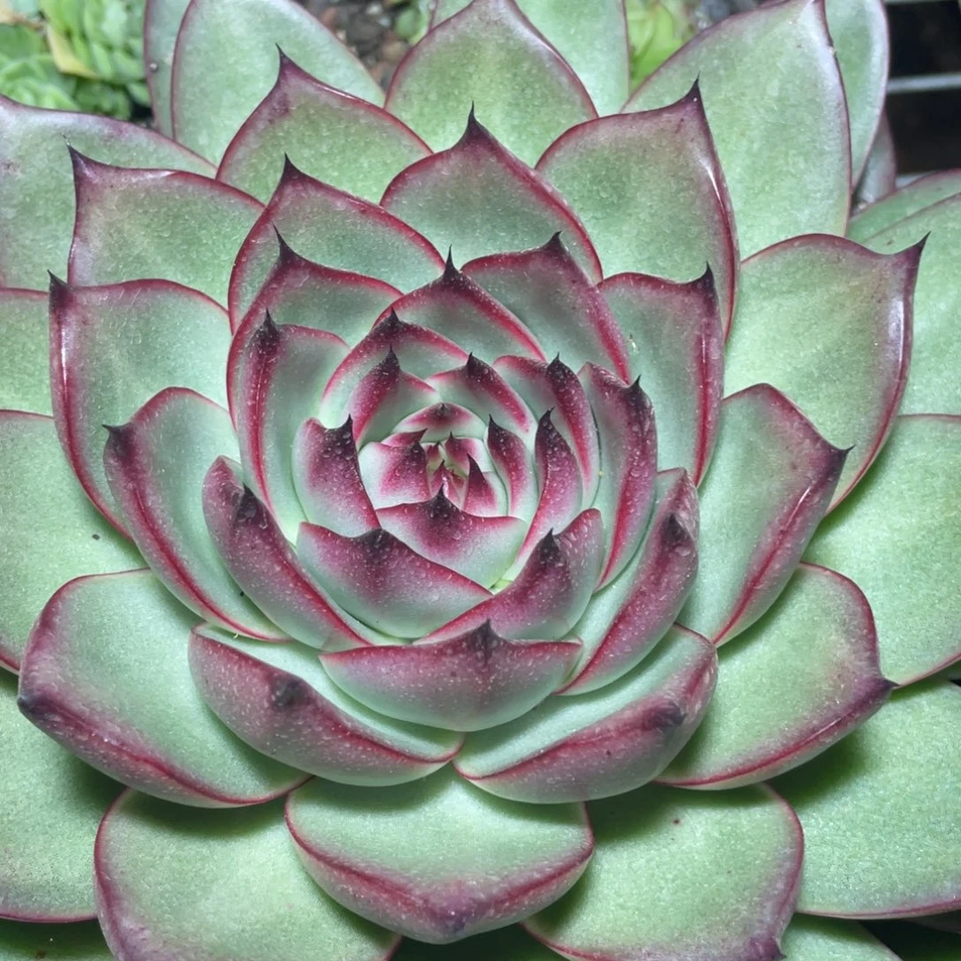 多肉植物多肉植物0729