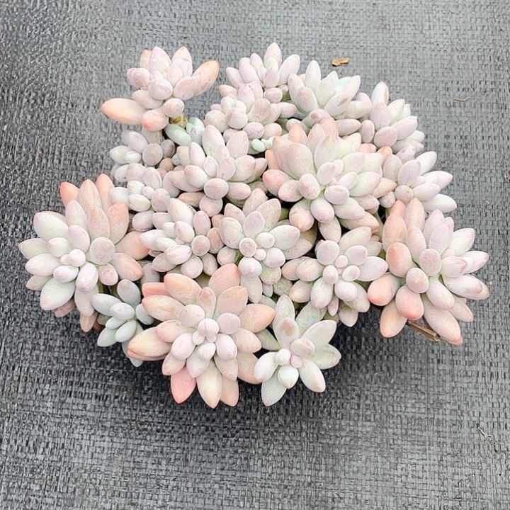 老桩汤圆群生26cm