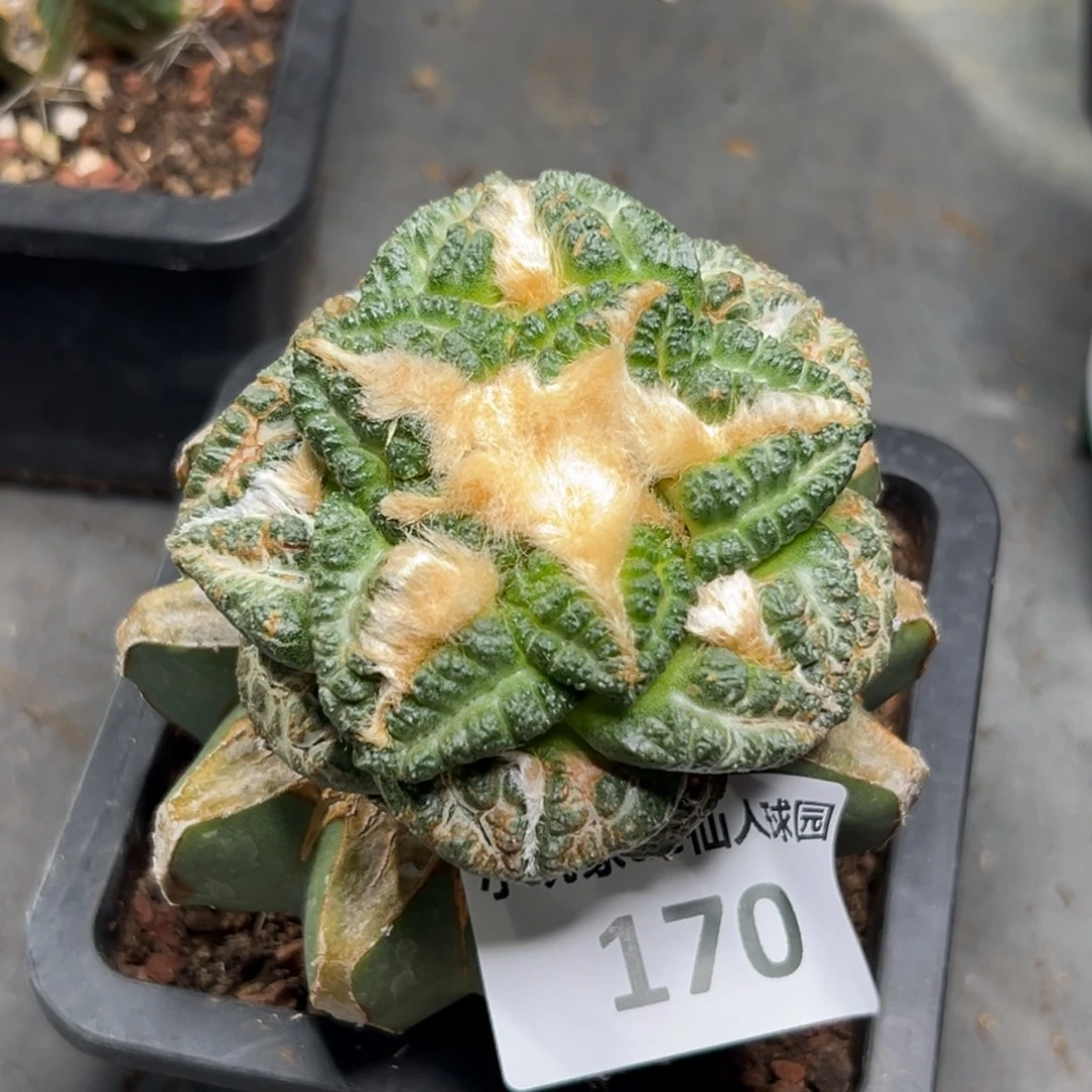 阿***倪170 仙人球的比赛将于