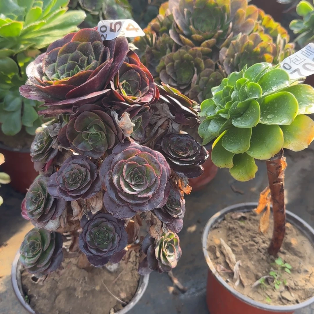 多肉574+708满20包邮断枝不包