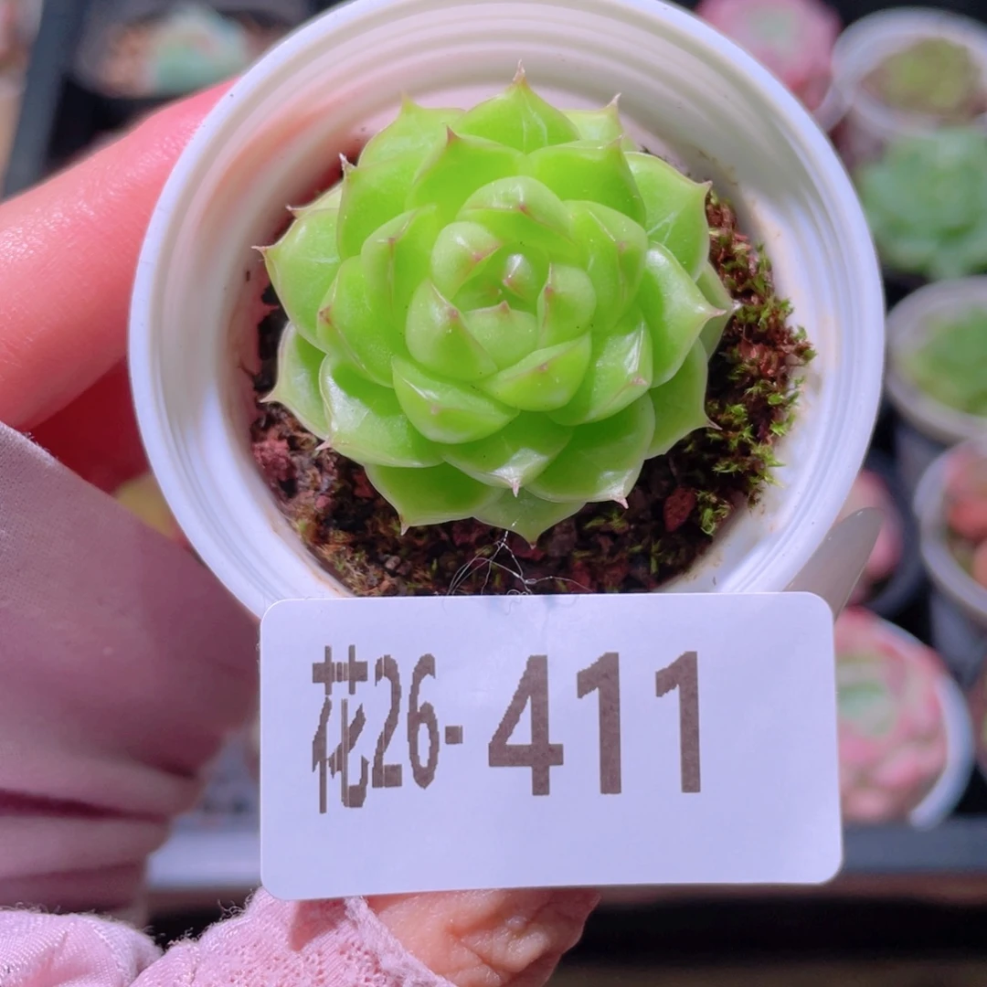 花利美26-411女王玫瑰