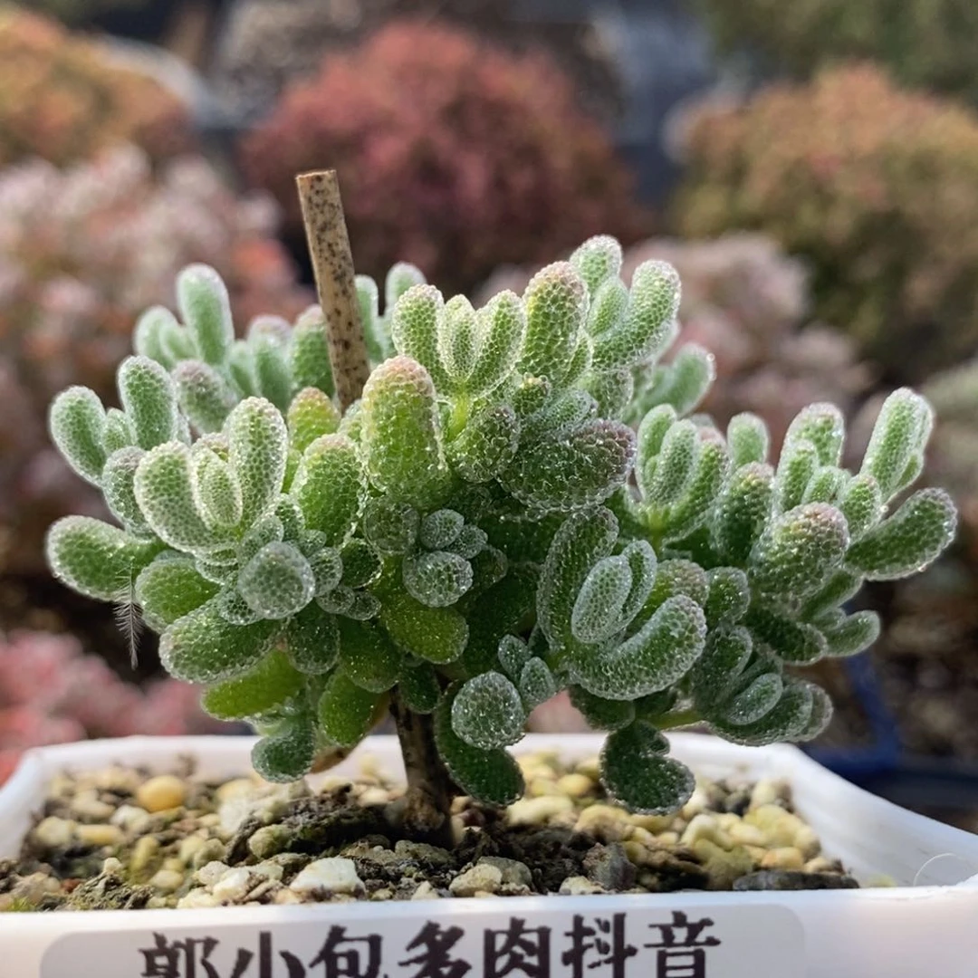 优选冰晶3954枝干番杏