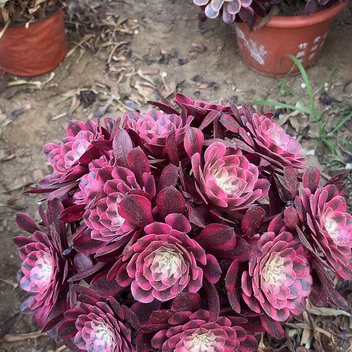 多肉植物红铜白16