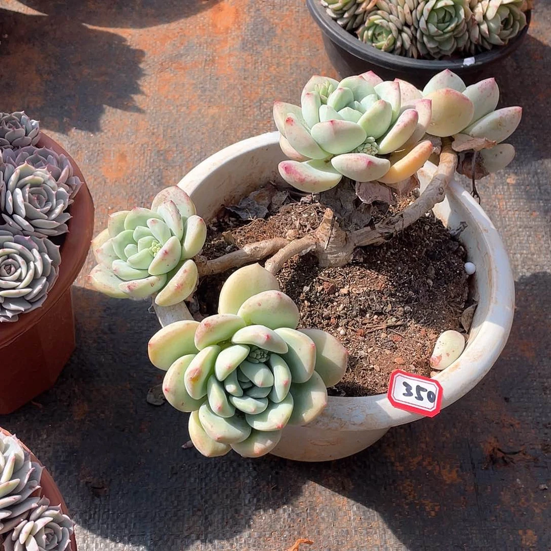 350皖苏 一物一拍多肉