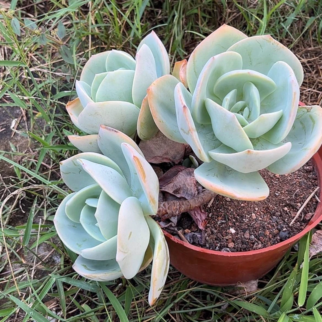 【闪购商品】无花朵无*～