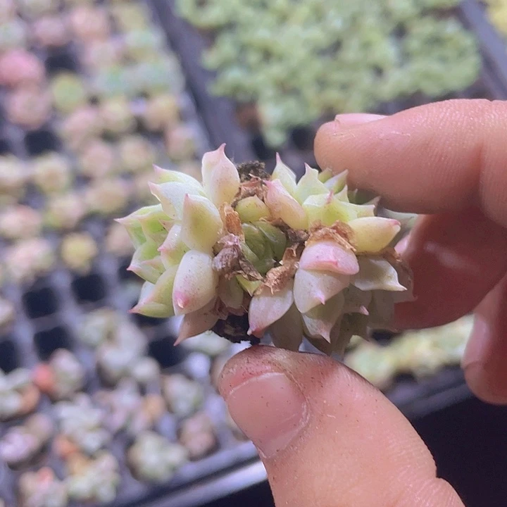 桃熏女王精品多肉