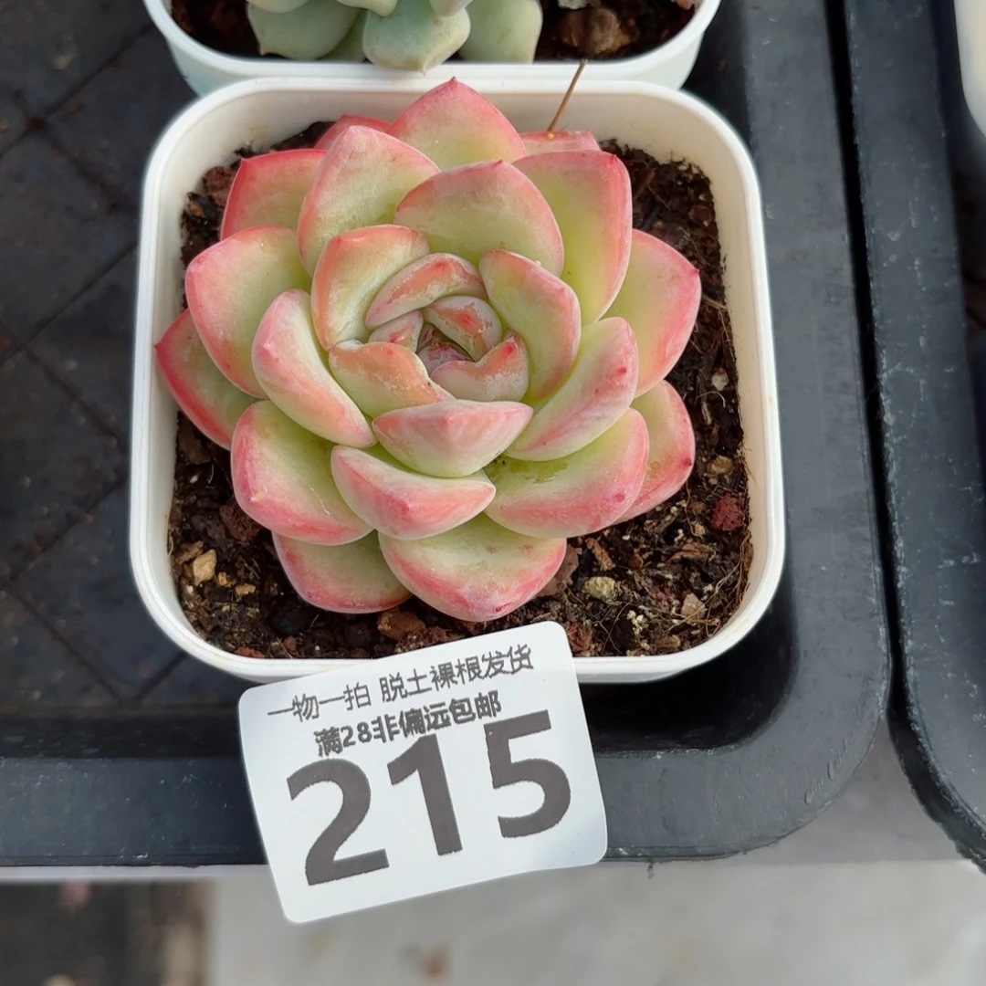 泡芙单头无盆土发货