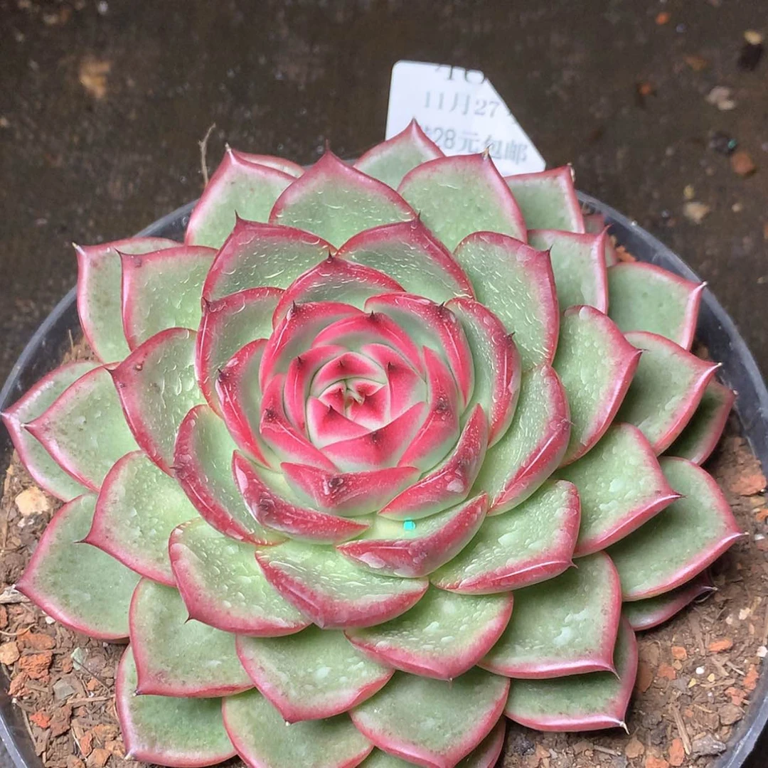 【闪购商品】云466号