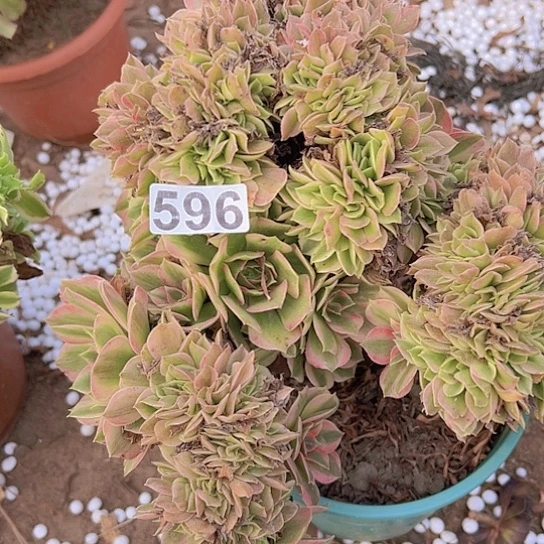 彩***茶多肉植物一个女神