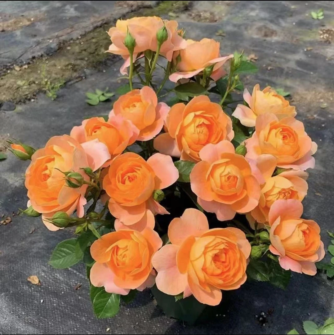 花花【果汁】四季开花分支植株庭院阳台种植发货