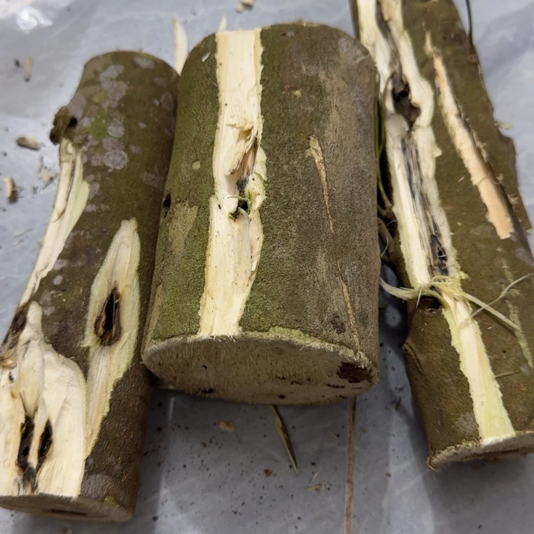 用***1沉香碎屑沉香绿绮楠沉香