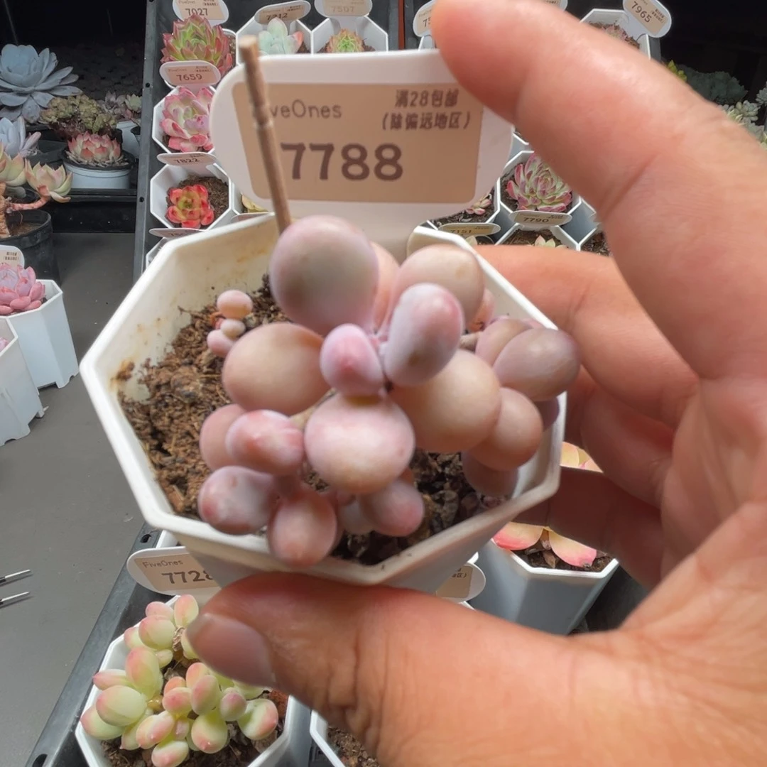 7788桃蛋4.5厘米