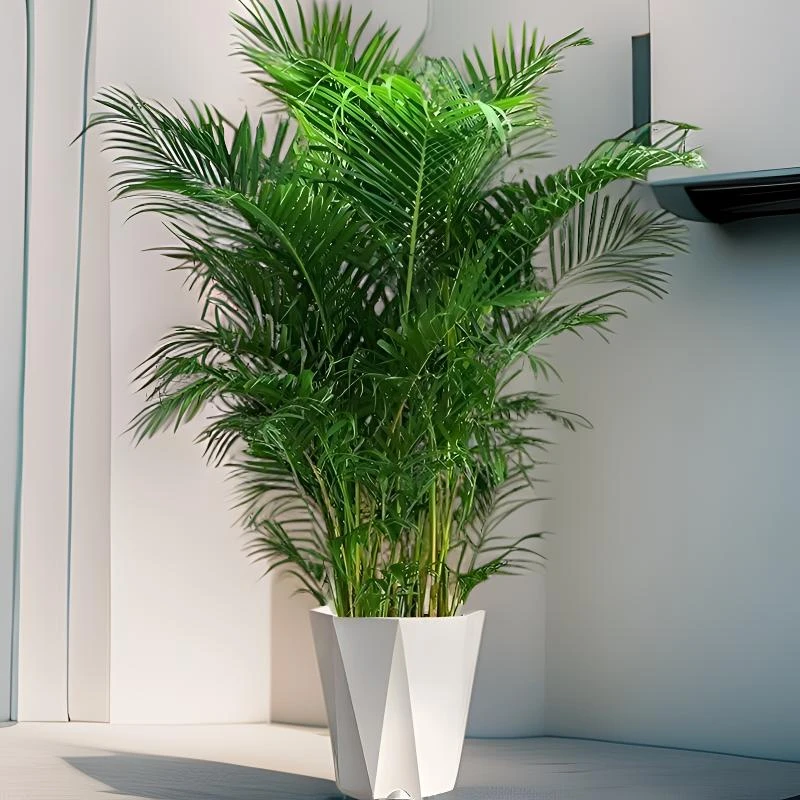 (1.1-1.2米）富贵椰子散尾葵净绿植盆栽观叶观花室内车膜贴膜