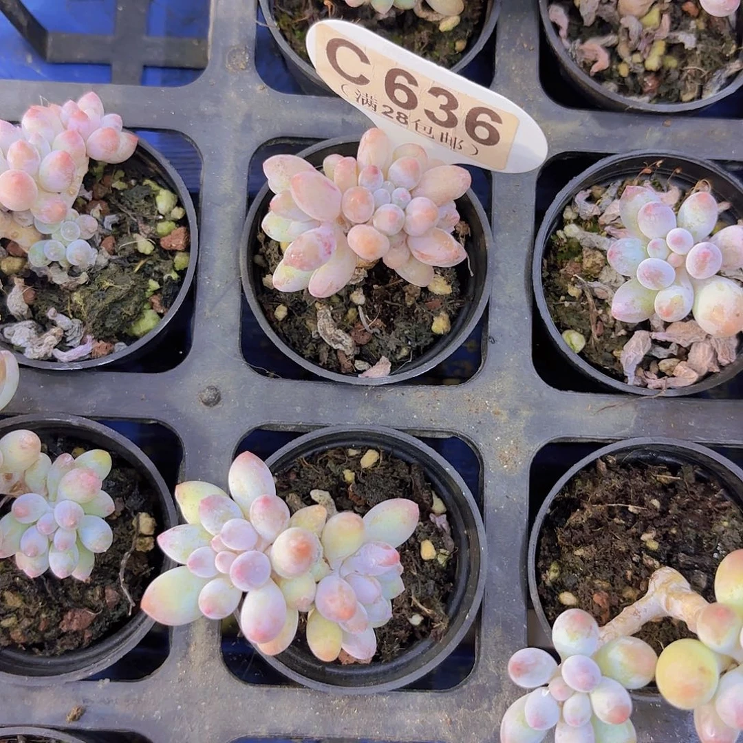 C636手指一物一拍