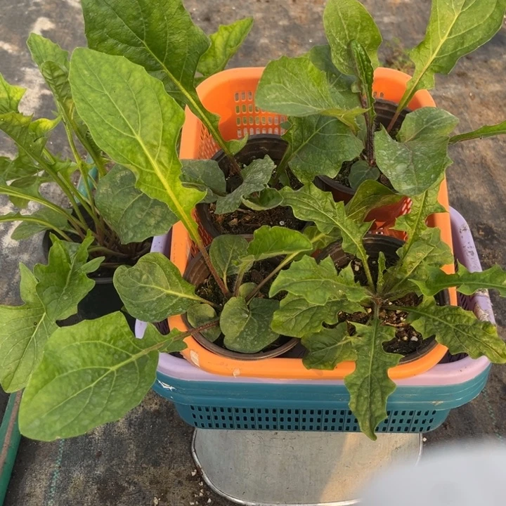 周***周无花朵黛丝，月光，少女，白桃各2棵