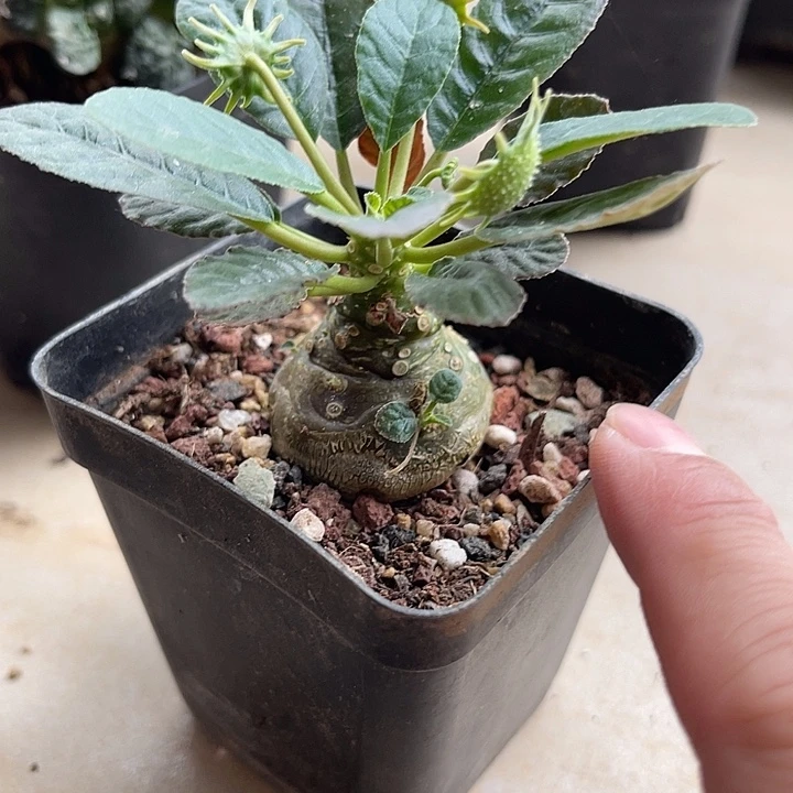 无花朵琉桑块根一物一拍