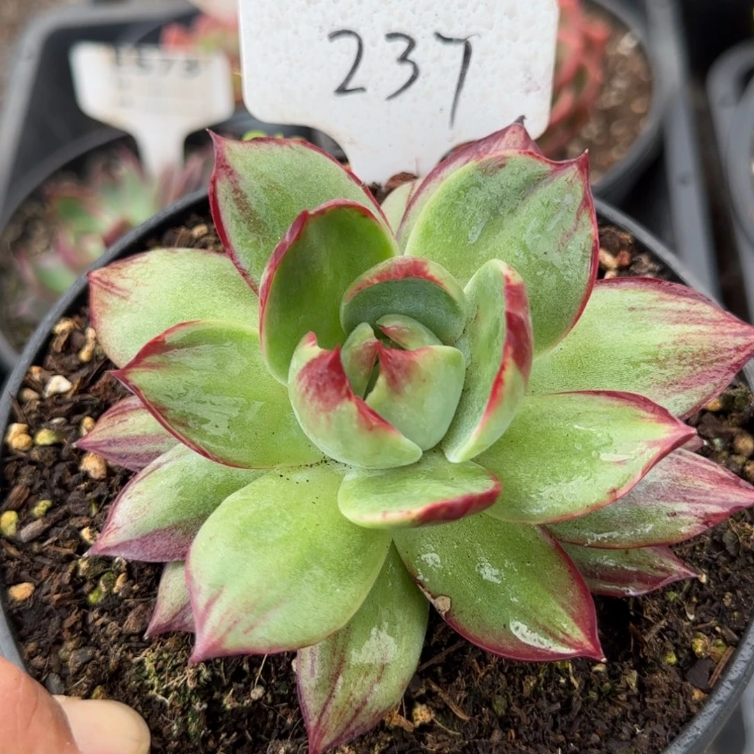 惊鸿一物一拍包装收缩花旱237