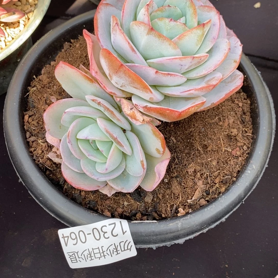 两单包邮1230-64布鲁蓝