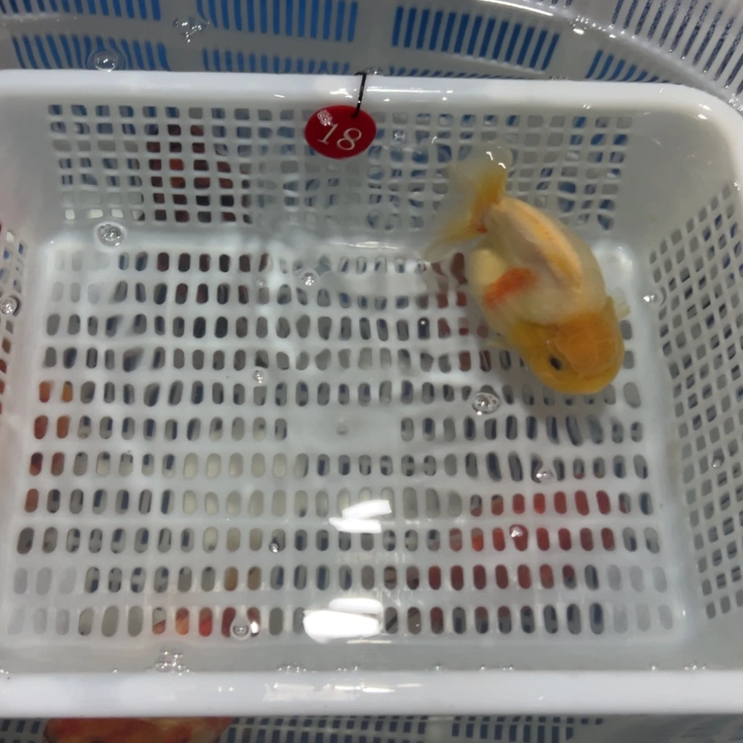 Z***金鱼你好吗我好想你