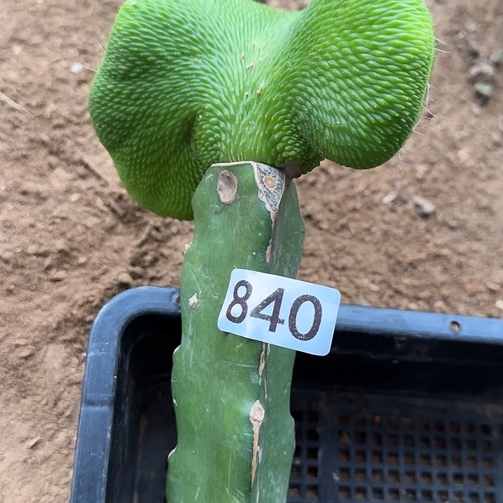 加***！无花朵嫁接青蛇缀840