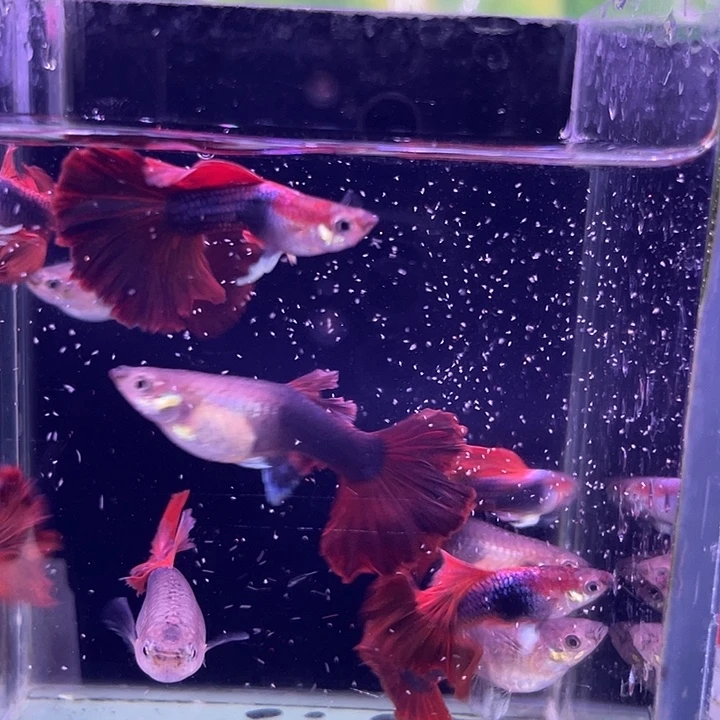 孔雀鱼扇子5对孔雀鱼
