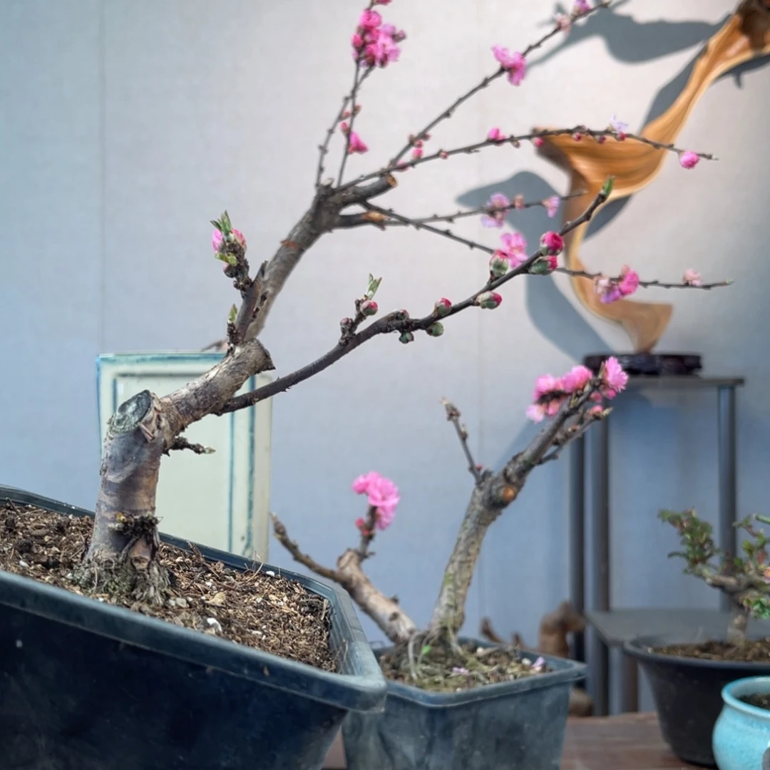 微月季盆景111111过**瘾