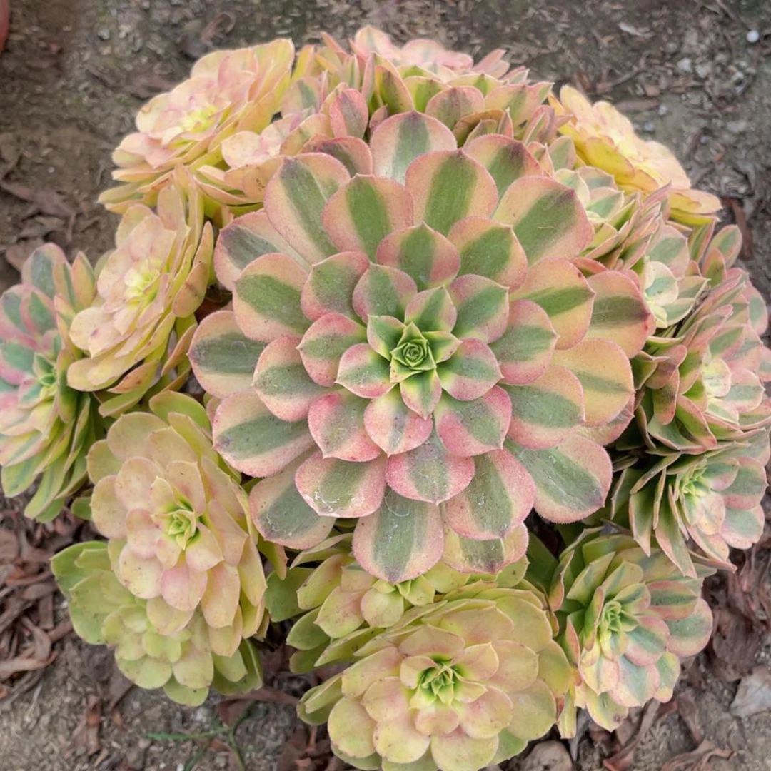 357雨合精品法师老桩