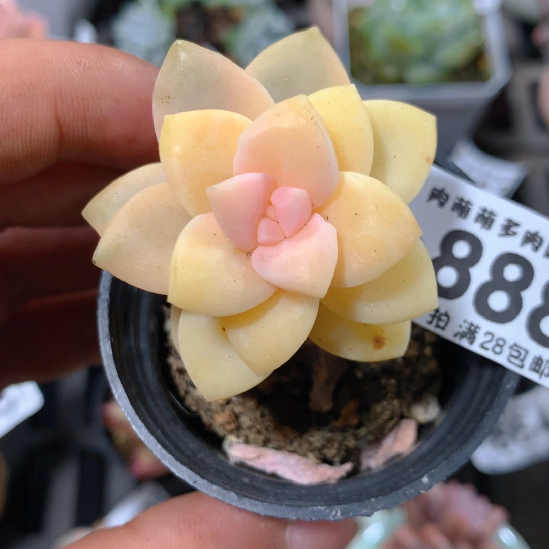 5CM拇指盆精控多肉ZQ888