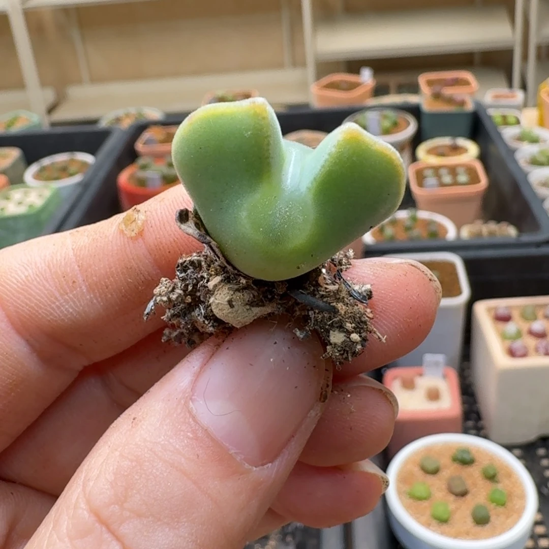 荷**?3-210p p p p p p p p p多肉