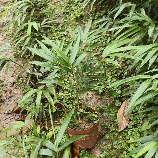 完全开放筇竹算盘竹盆栽绿植竹子