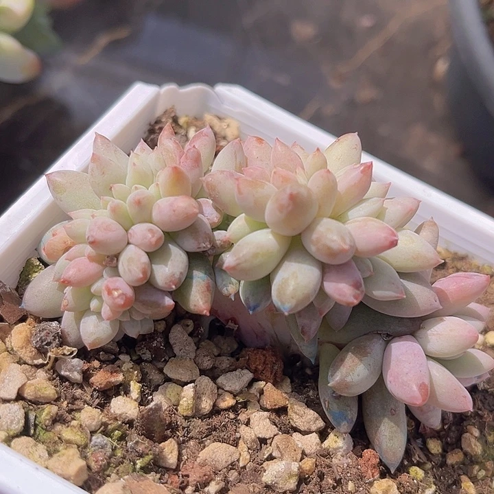 所罗门缀0113多肉植物