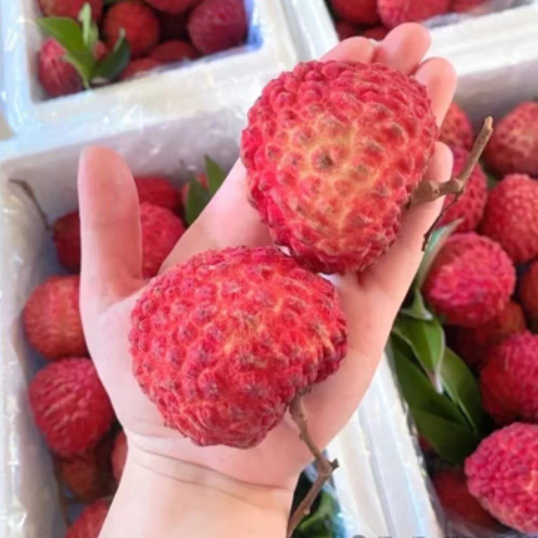 荔枝王（1.8斤到4.5斤）多仓发货新鲜水果