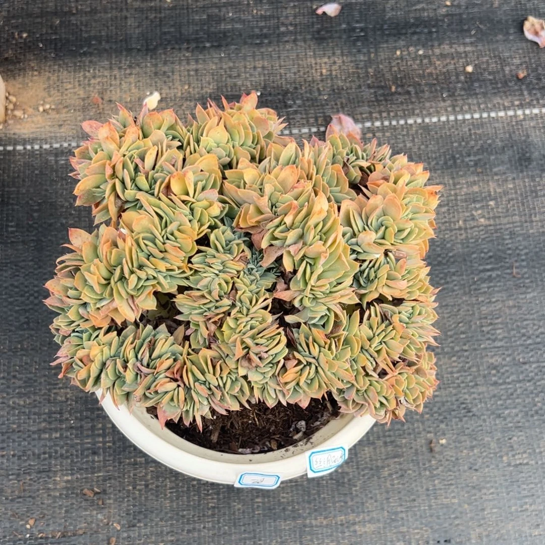 多肉植物丝绸面纱坠