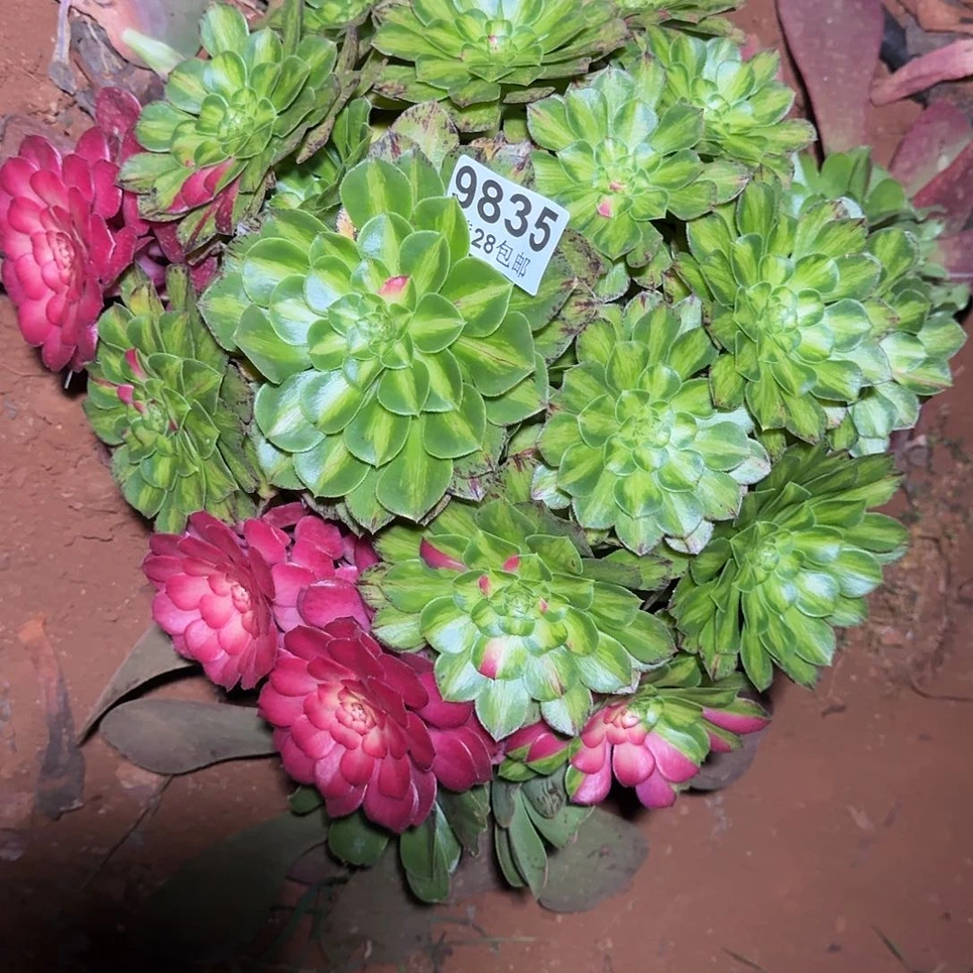 惠***…835 知否多肉植物法师五根