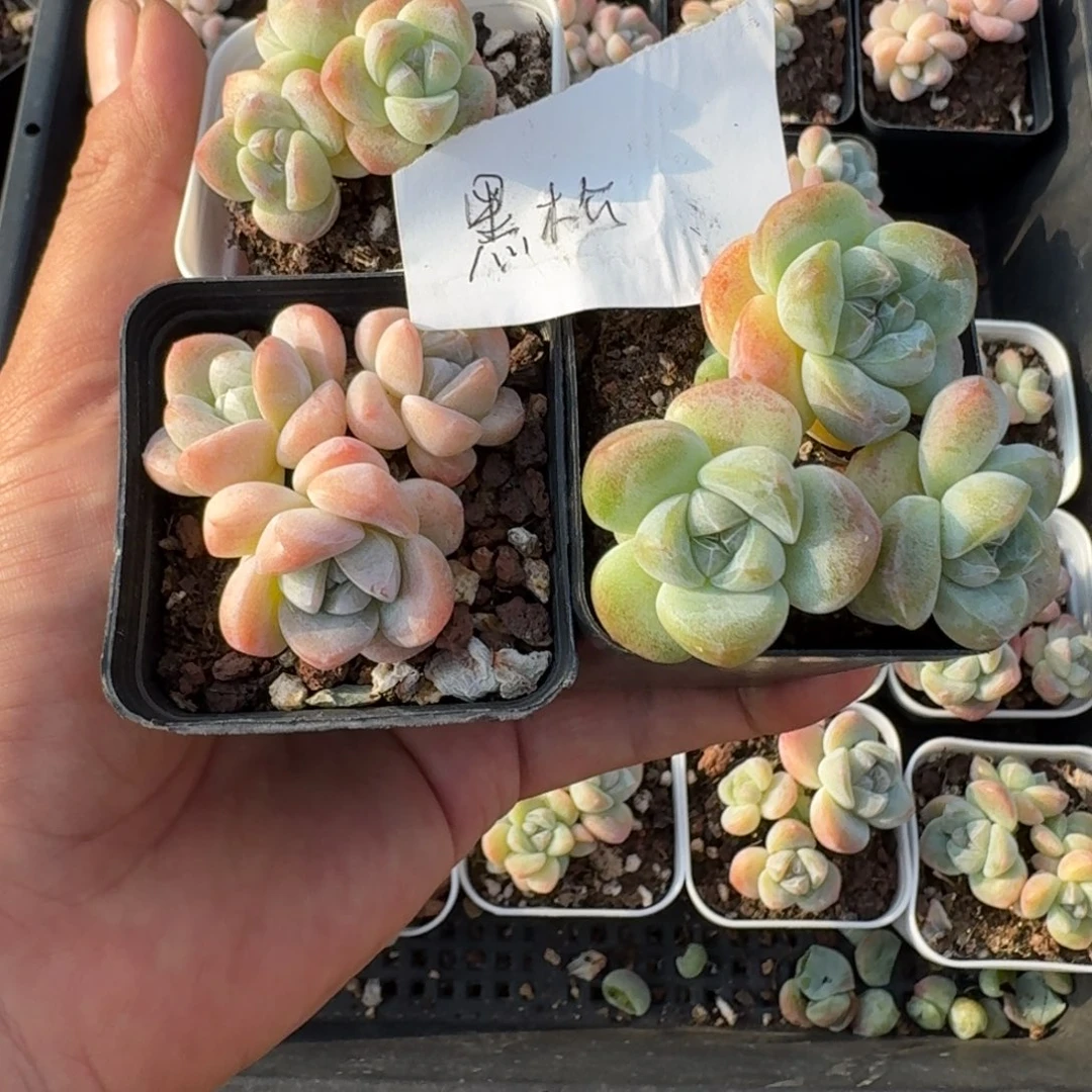 黑松一物一拍专拍