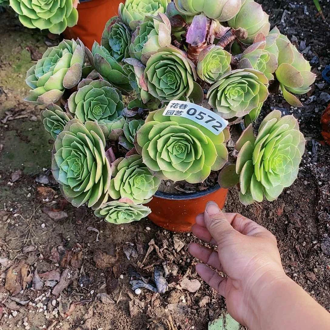 572 号瑕疵万圣节20包邮不包断枝