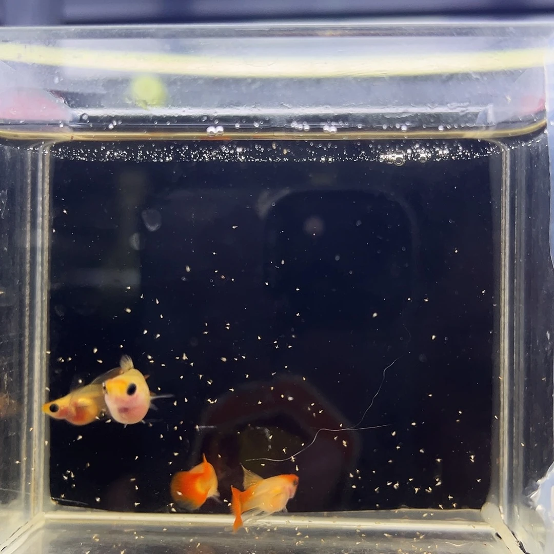 孔雀鱼红 头落日两对