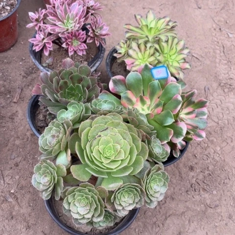 150多肉植物组合，