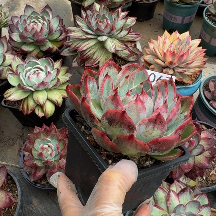 惊鸿仙子 2067.........