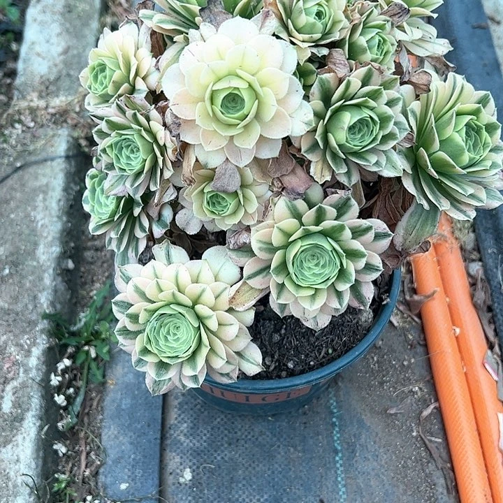 123辛尼亚多肉植物