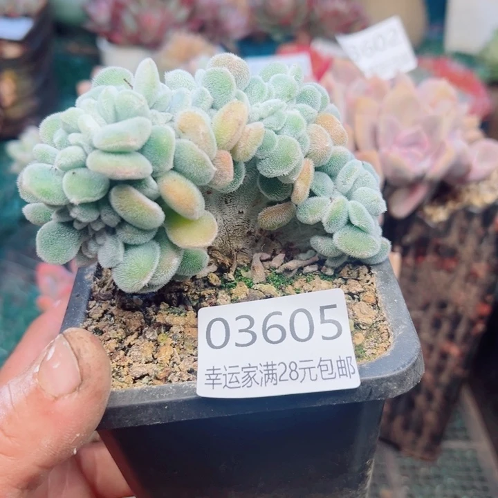 幸运的是我还没遇到