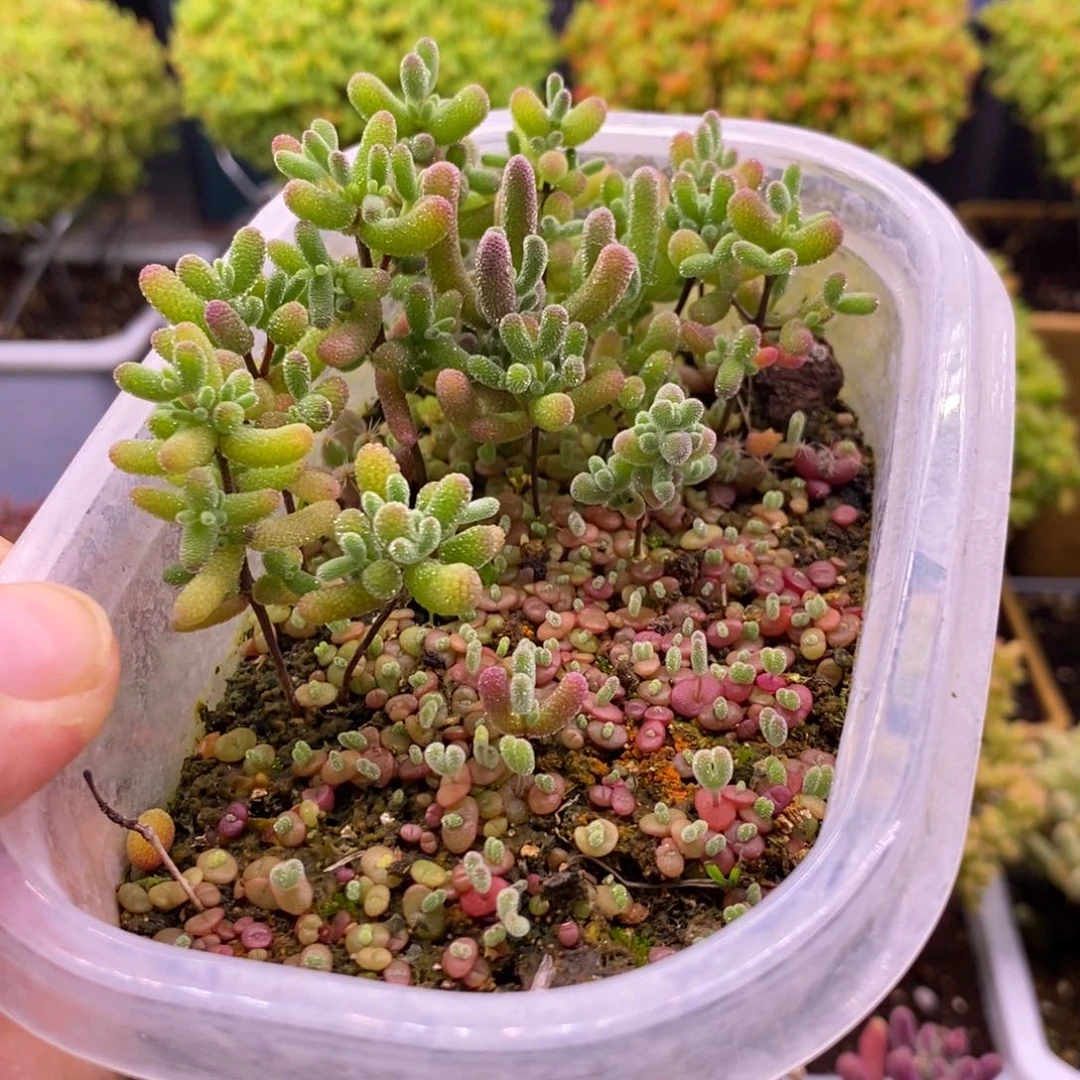 周*876混合小苗。