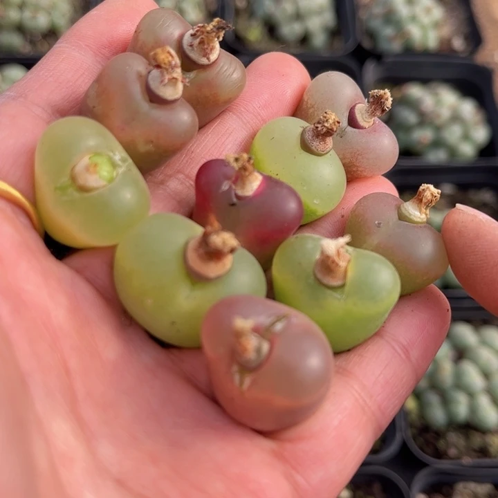 十颗毛毛888888888888