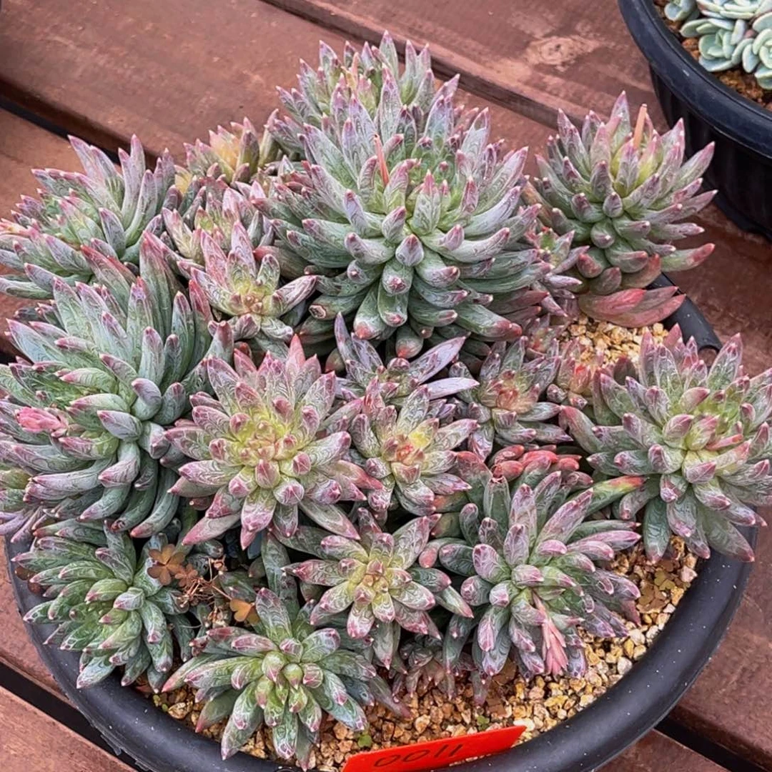 0011号上午多肉植物群生多肉植物群生